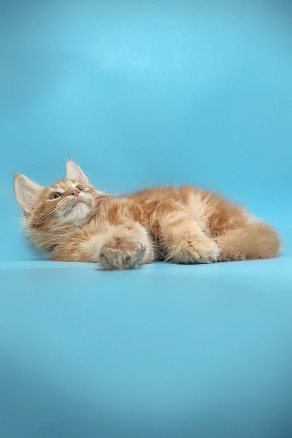 Zeus | Maine Coon Kitten