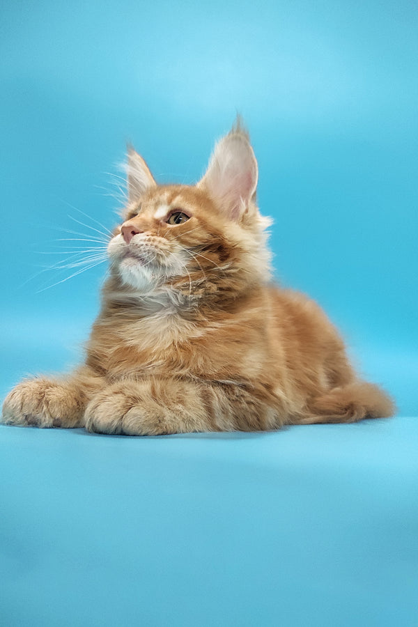 Zeus | Maine Coon Kitten