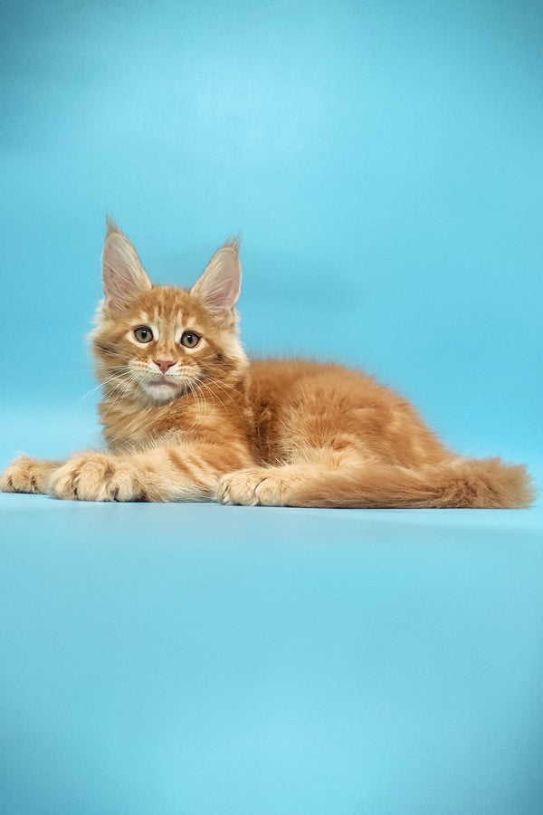 Zeus | Maine Coon Kitten