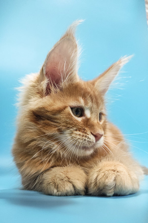 Zeus | Maine Coon Kitten