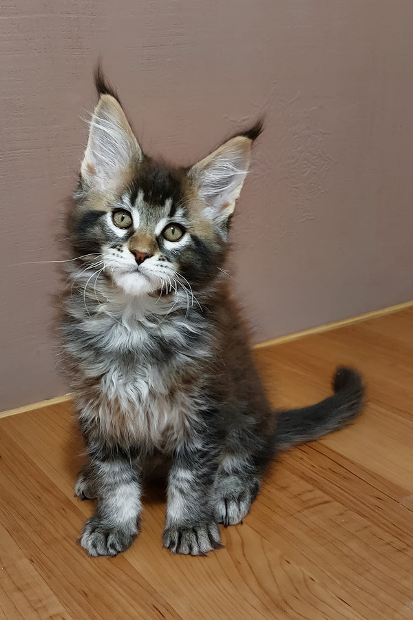 Zeus | Maine Coon Kitten