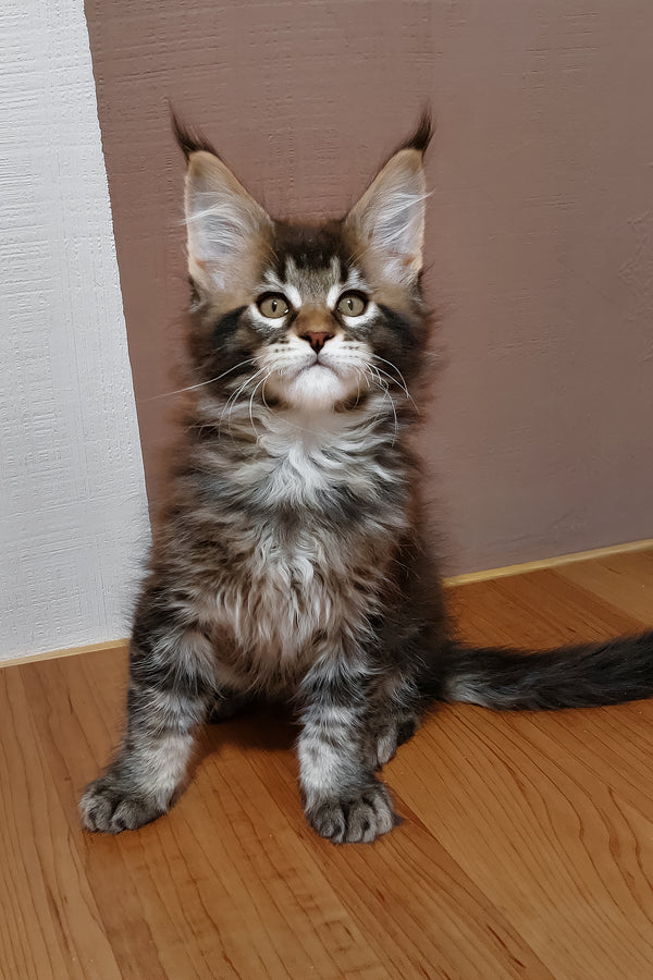 Zeus | Maine Coon Kitten