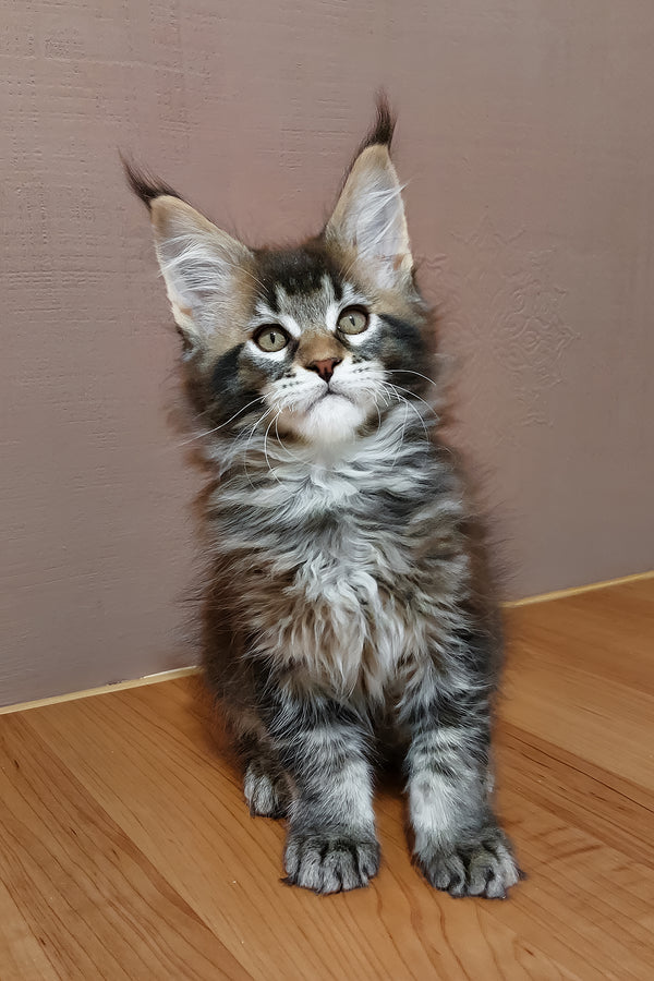 Zeus | Maine Coon Kitten