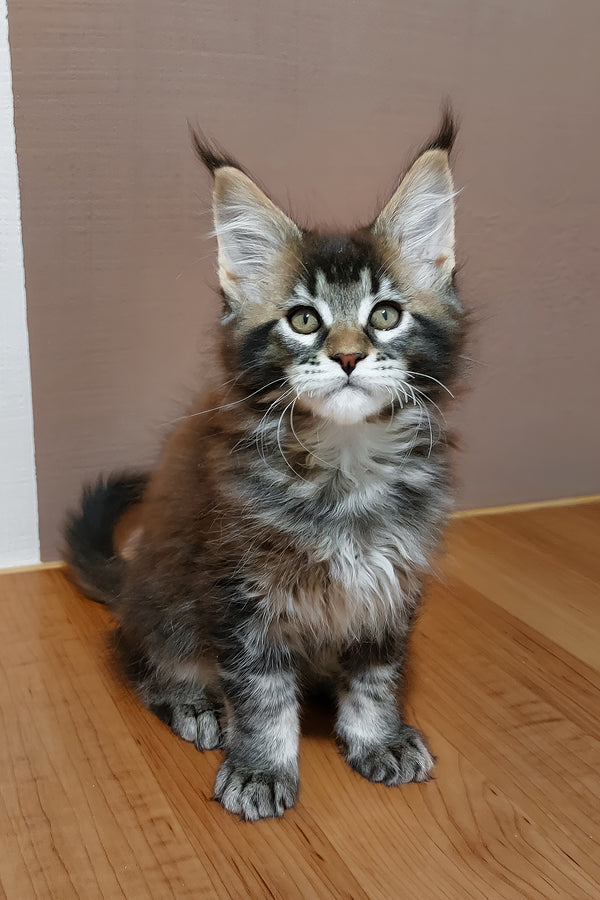 Zeus | Maine Coon Kitten