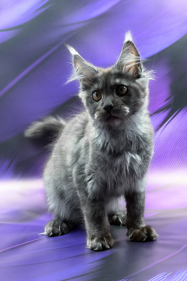 Zeus | Maine Coon Kitten
