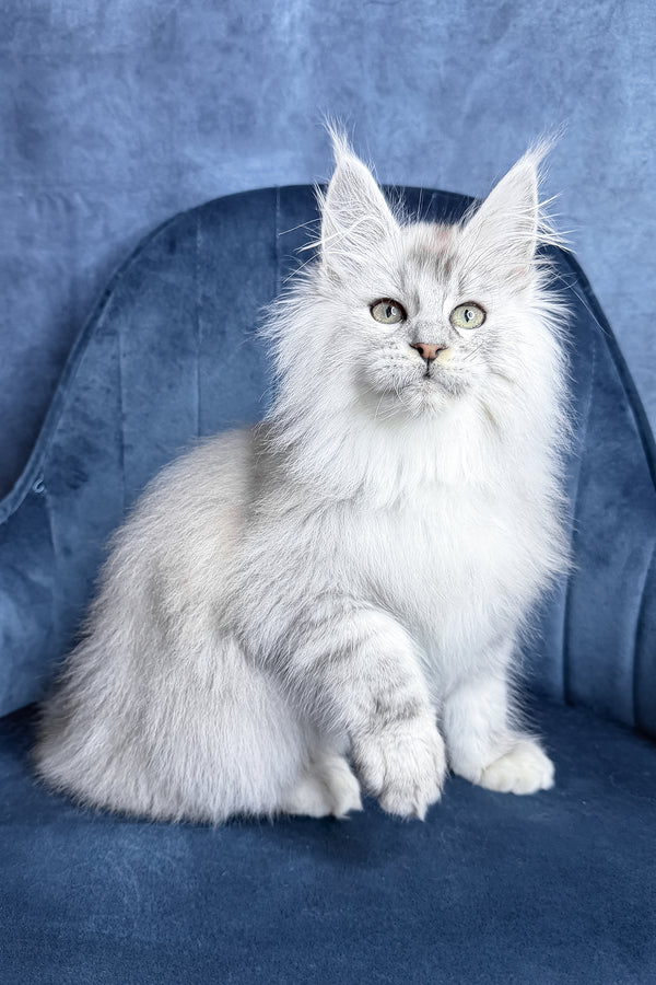 Zevs | Maine Coon Kitten