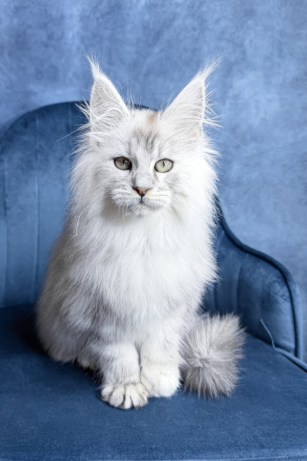 Zevs | Maine Coon Kitten