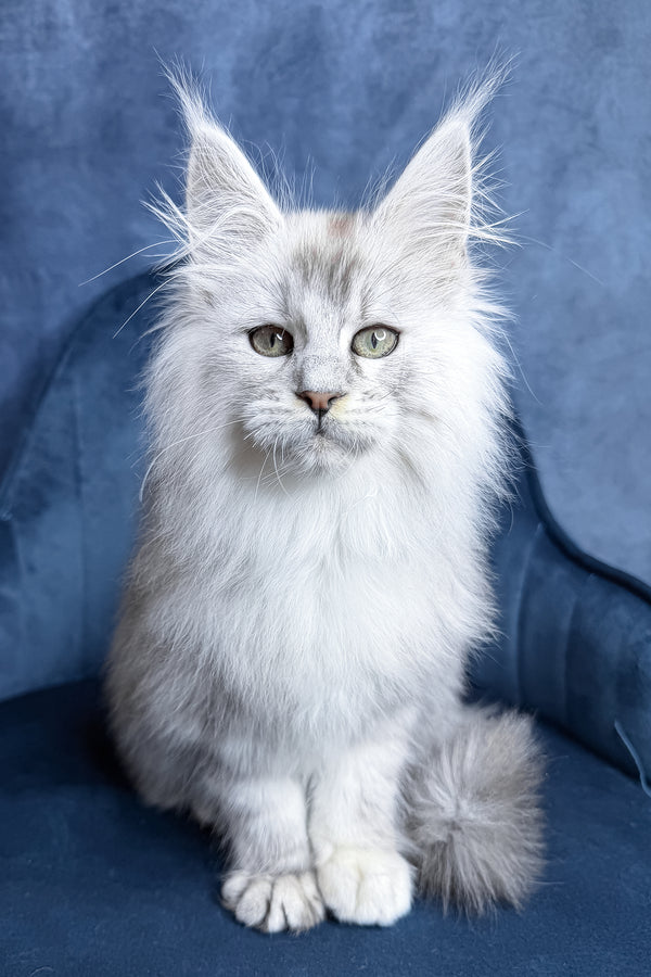 Zevs | Maine Coon Kitten