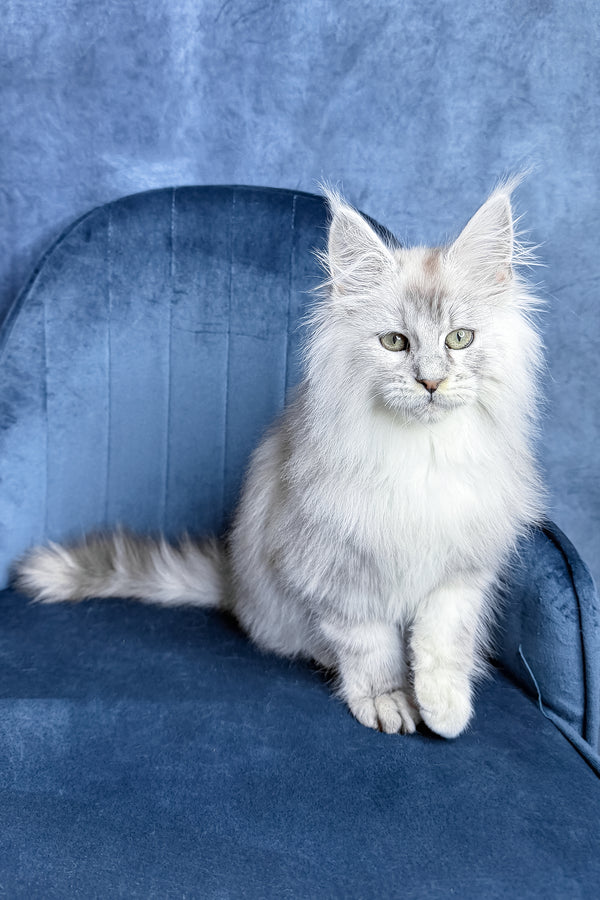 Zevs | Maine Coon Kitten