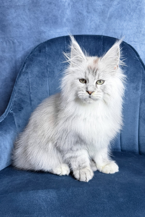 Zevs | Maine Coon Kitten