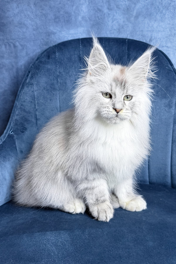 Zevs | Maine Coon Kitten