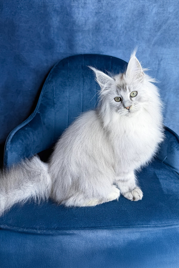 Zevs | Maine Coon Kitten