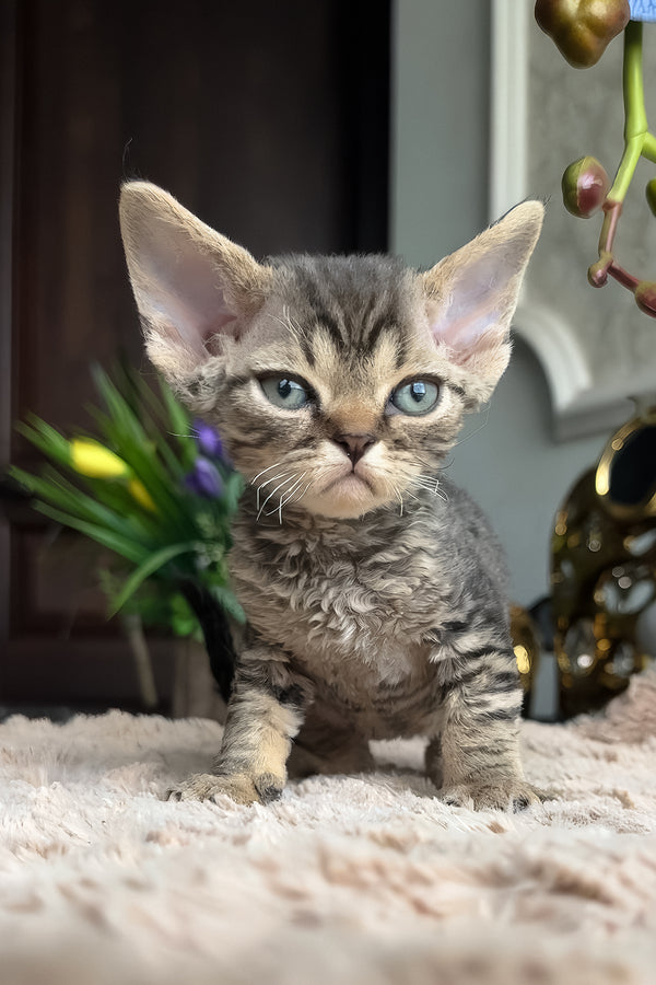 Zhan | Devon Rex Kitten