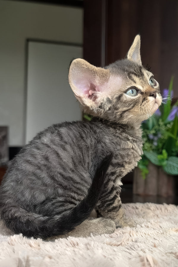 Zhan | Devon Rex Kitten