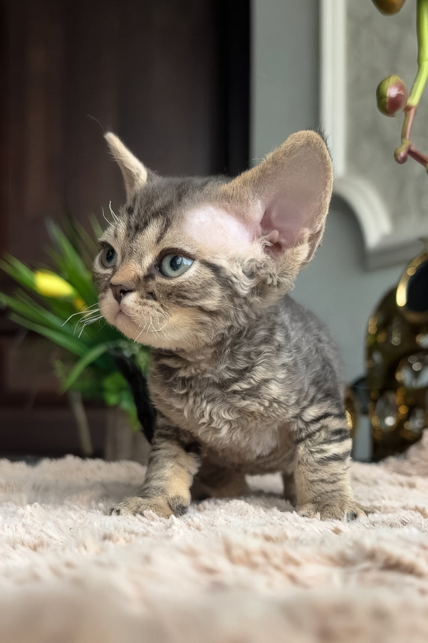 Zhan | Devon Rex Kitten