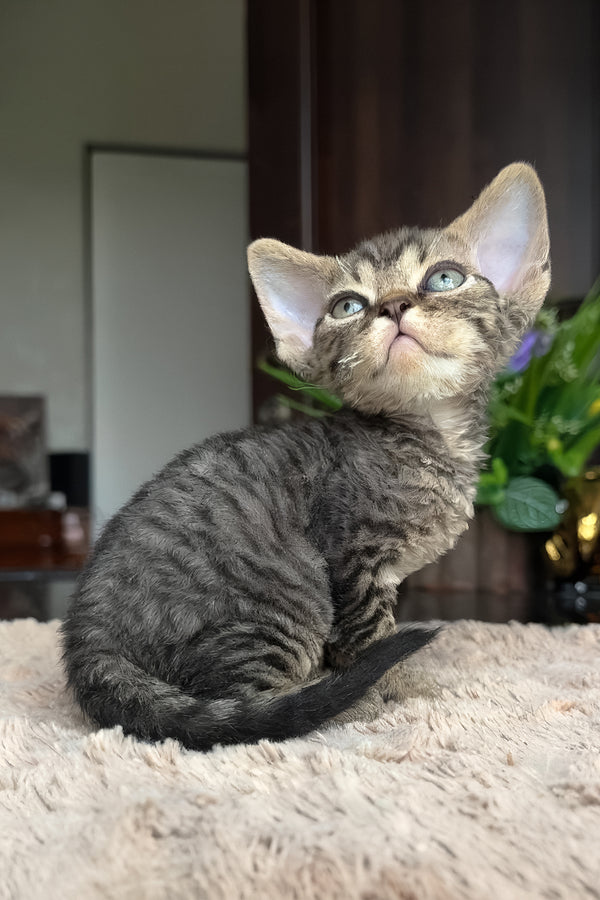Zhan | Devon Rex Kitten