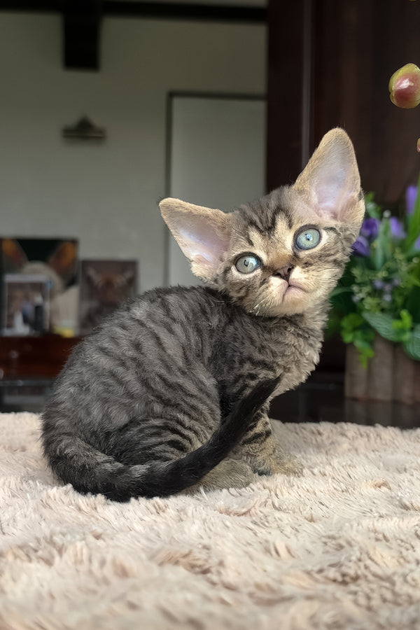 Zhan | Devon Rex Kitten