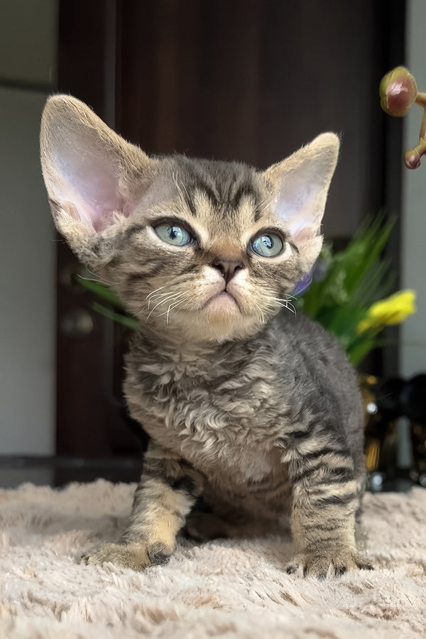 Zhan | Devon Rex Kitten