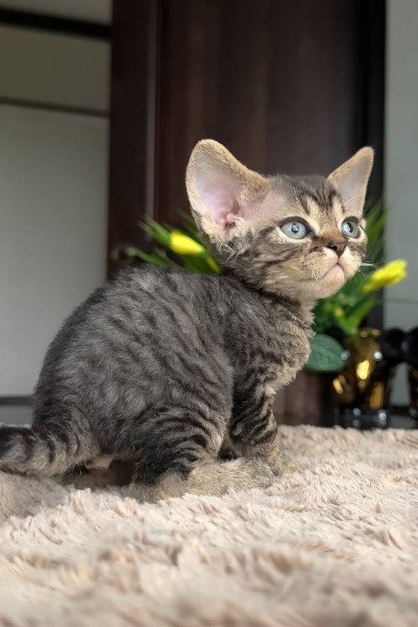 Zhan | Devon Rex Kitten