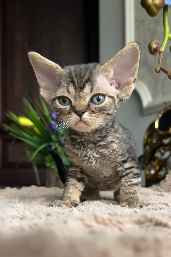 Zhan | Devon Rex Kitten