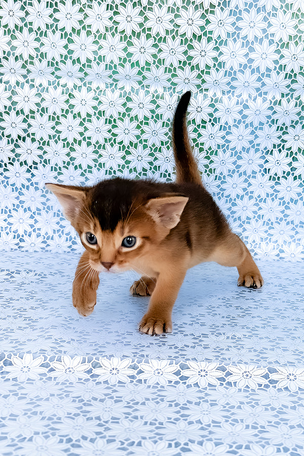 Zhigol | Abyssinian Kitten