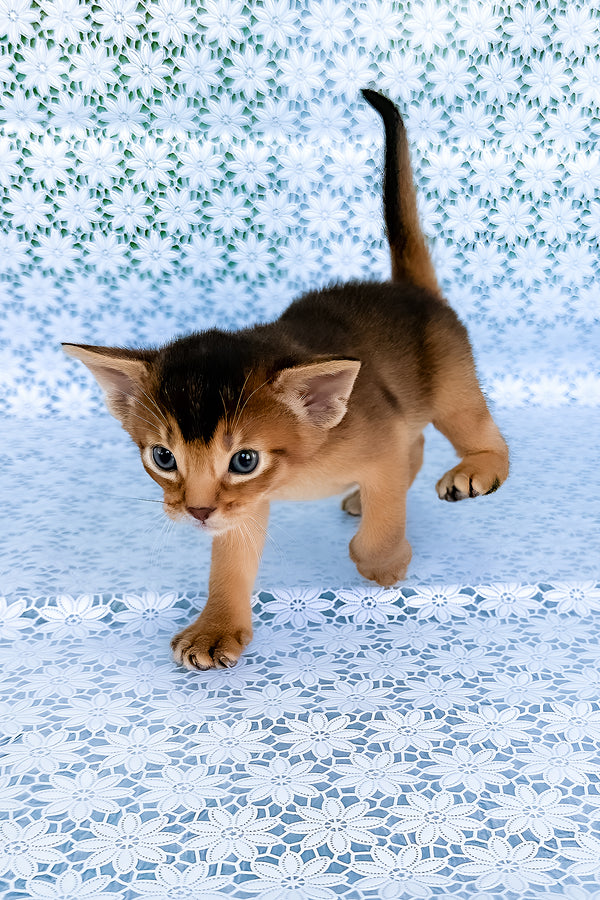 Zhigol | Abyssinian Kitten