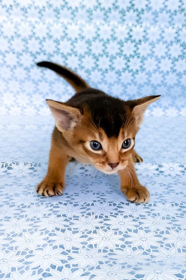 Zhigol | Abyssinian Kitten