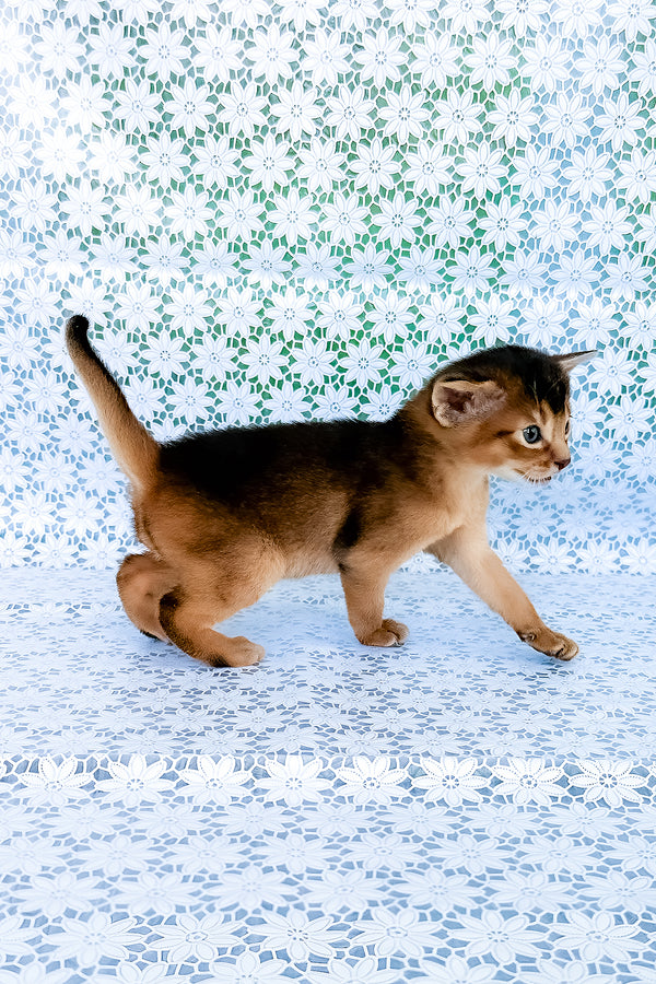 Zhigol | Abyssinian Kitten