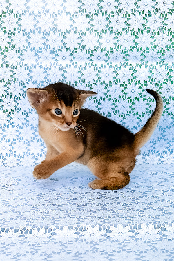 Zhigol | Abyssinian Kitten