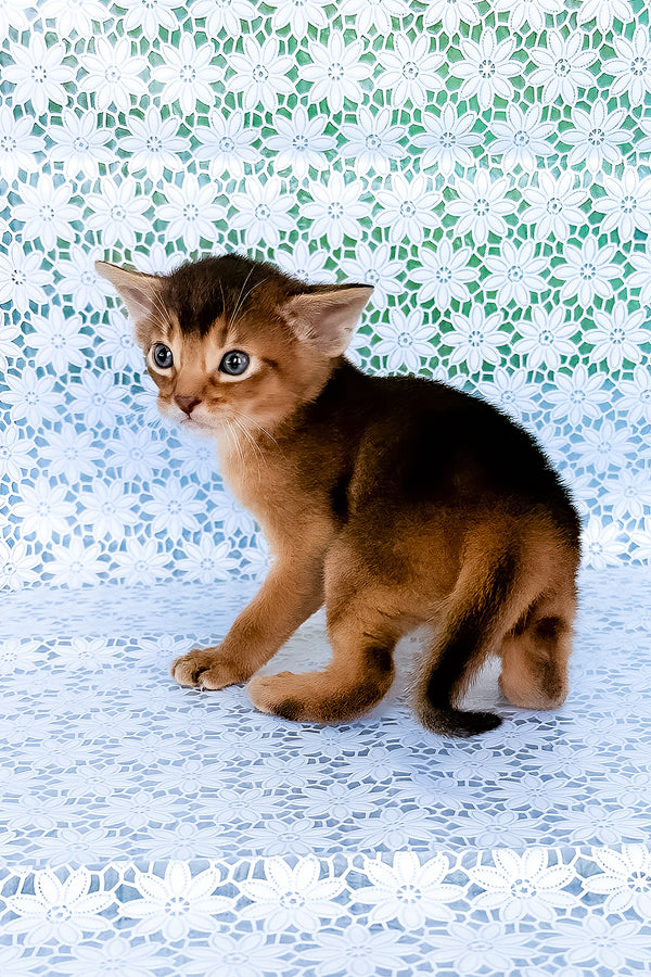 Zhigol | Abyssinian Kitten