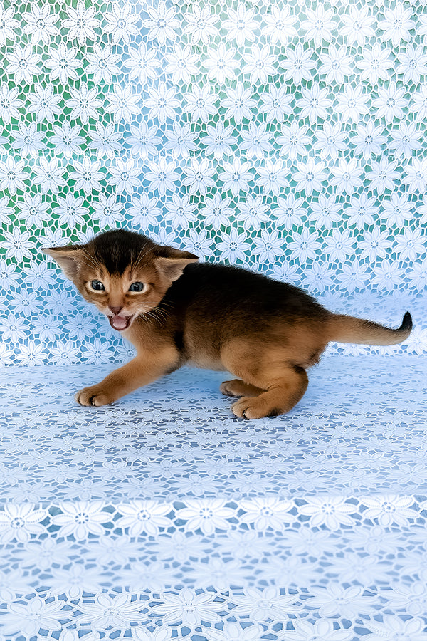 Zhigol | Abyssinian Kitten