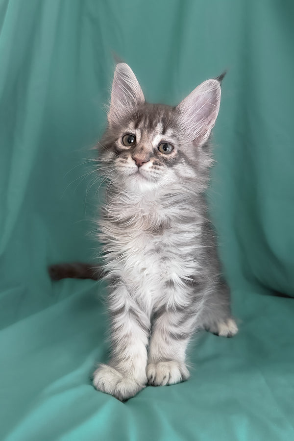 Zimba | Maine Coon Kitten