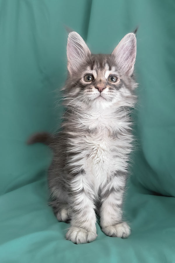 Zimba | Maine Coon Kitten
