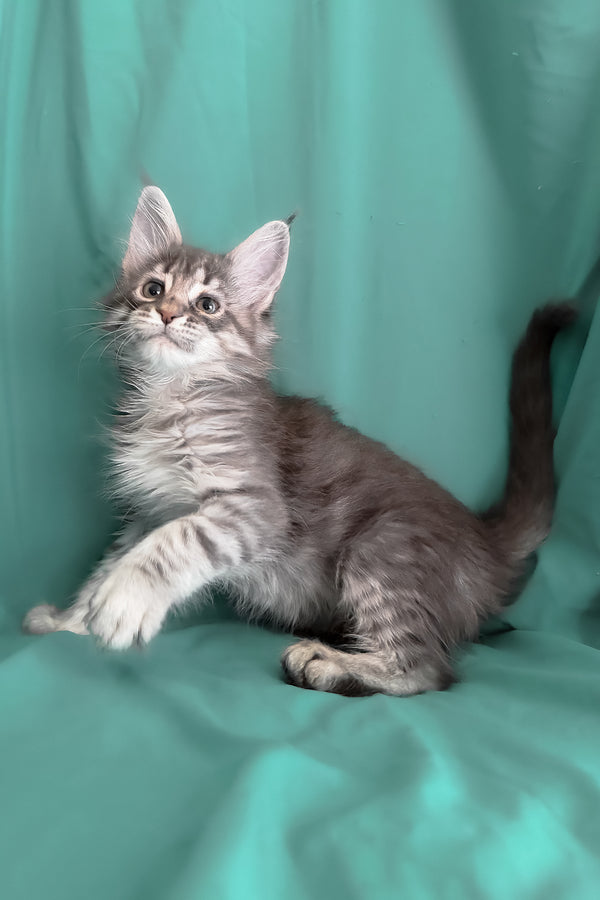 Zimba | Maine Coon Kitten