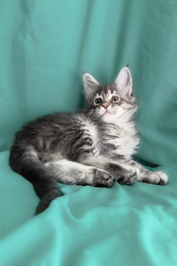 Zimba | Maine Coon Kitten
