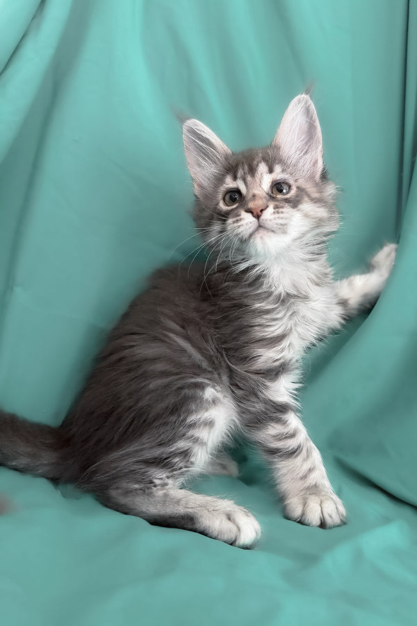 Zimba | Maine Coon Kitten