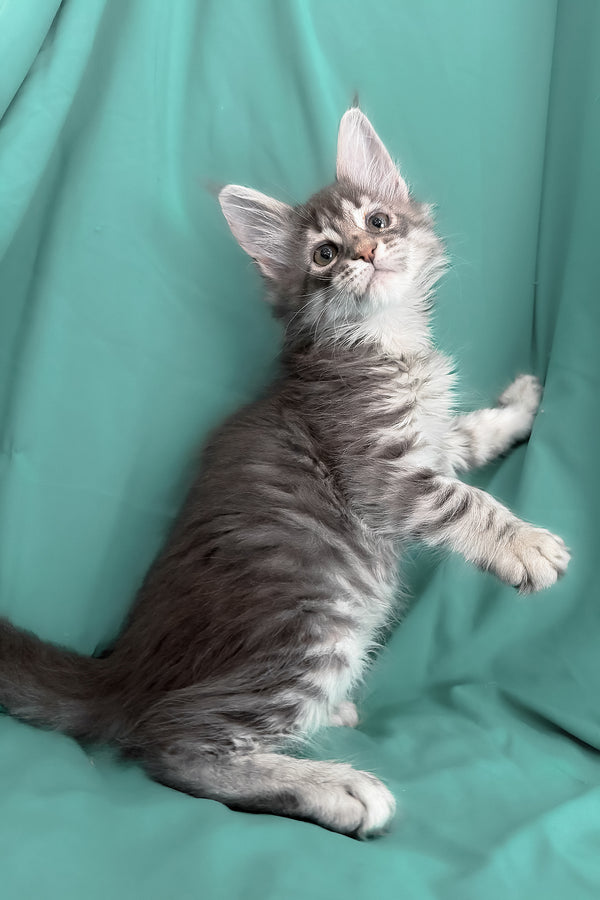 Zimba | Maine Coon Kitten