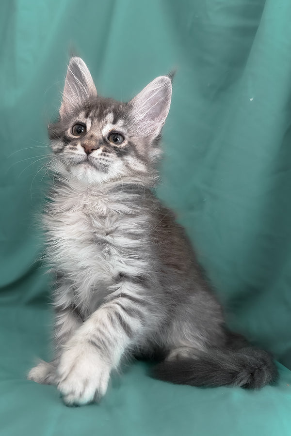 Zimba | Maine Coon Kitten