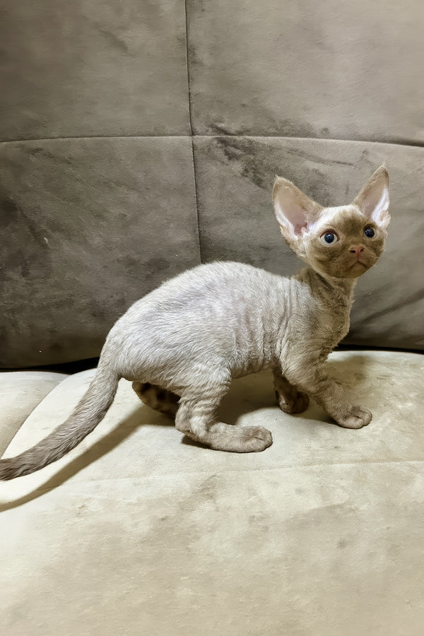 Zinnia | Devon Rex Kitten
