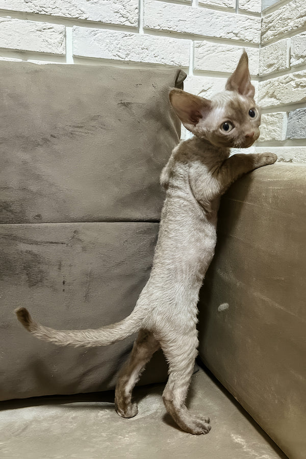 Zinnia | Devon Rex Kitten