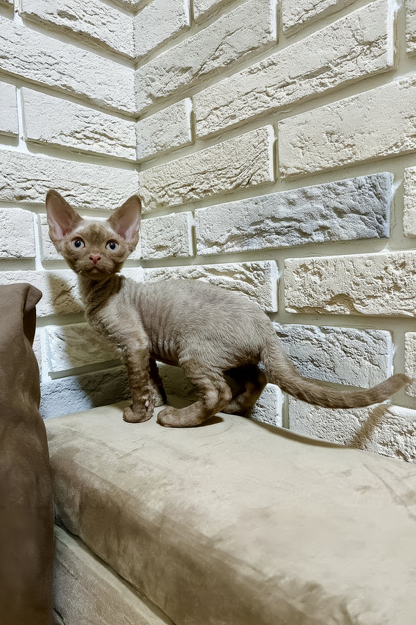 Zinnia | Devon Rex Kitten