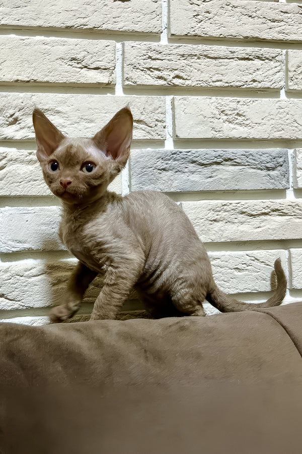 Zinnia | Devon Rex Kitten