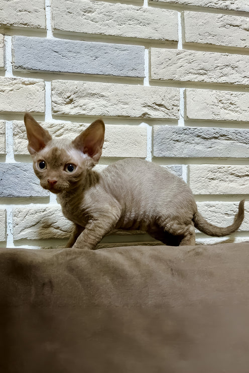 Zinnia | Devon Rex Kitten