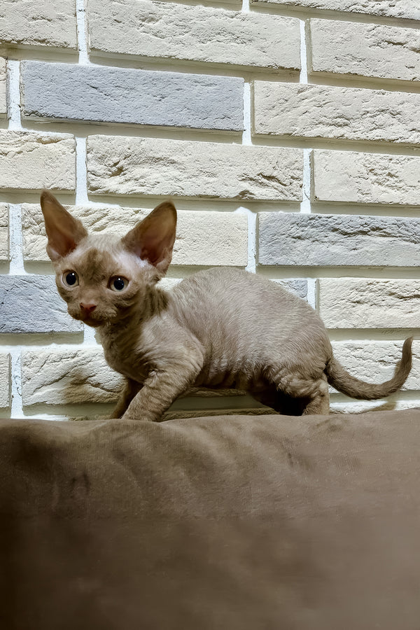 Zinnia | Devon Rex Kitten