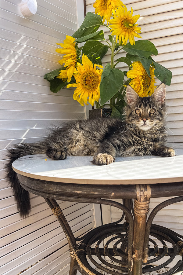 Zlata | Maine Coon Kitten