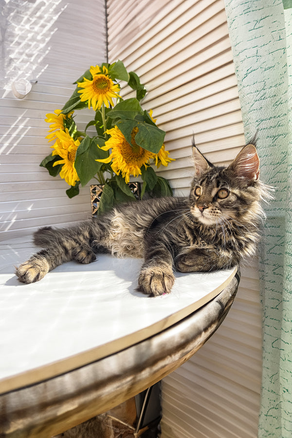 Zlata | Maine Coon Kitten