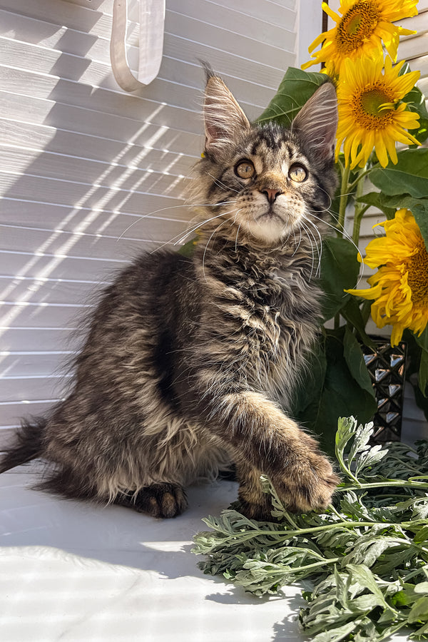 Zlata | Maine Coon Kitten