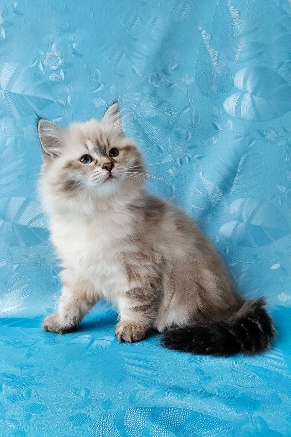 Zlata | Siberian Kitten
