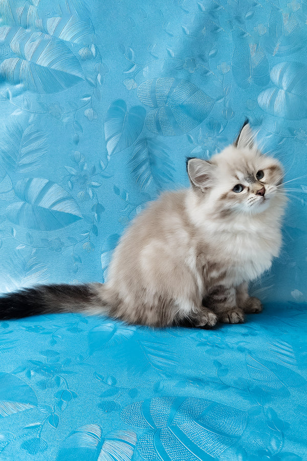 Zlata | Siberian Kitten