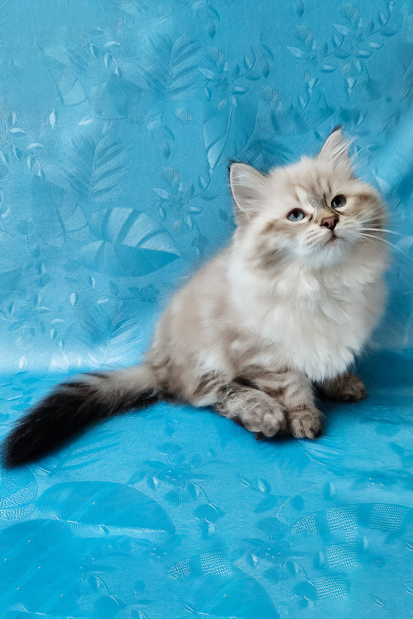 Zlata | Siberian Kitten